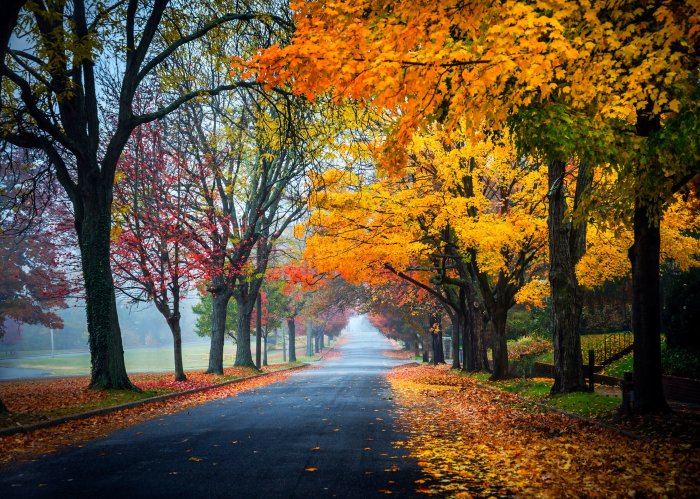 Autumn fall trees wallpaper nature road leaves path wallpapers forest background tree desktop splendor pathway park backgrounds wall resolution природа