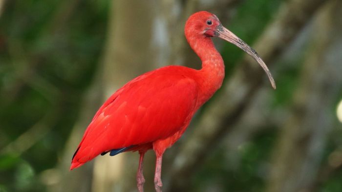 How does doodle die in the scarlet ibis