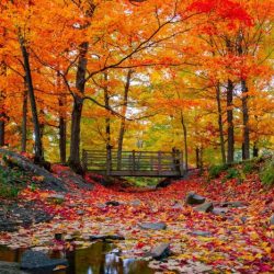 Fall became unpopular crossword clue