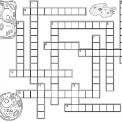 Cells crossword puzzle answer key