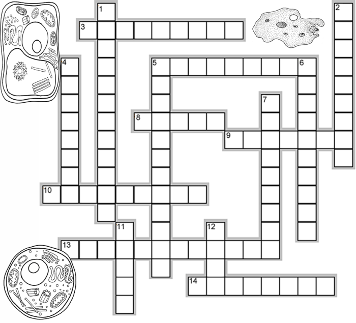 Cells crossword puzzle answer key