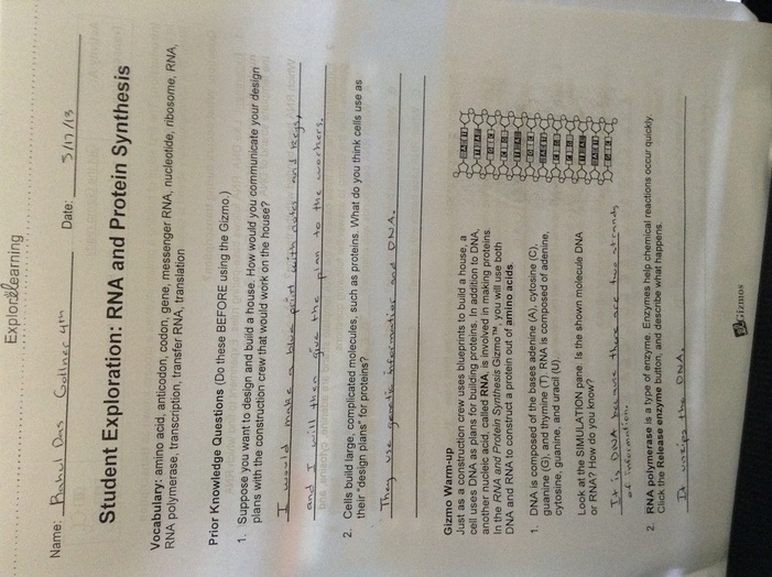 Student exploration: rna and protein synthesis
