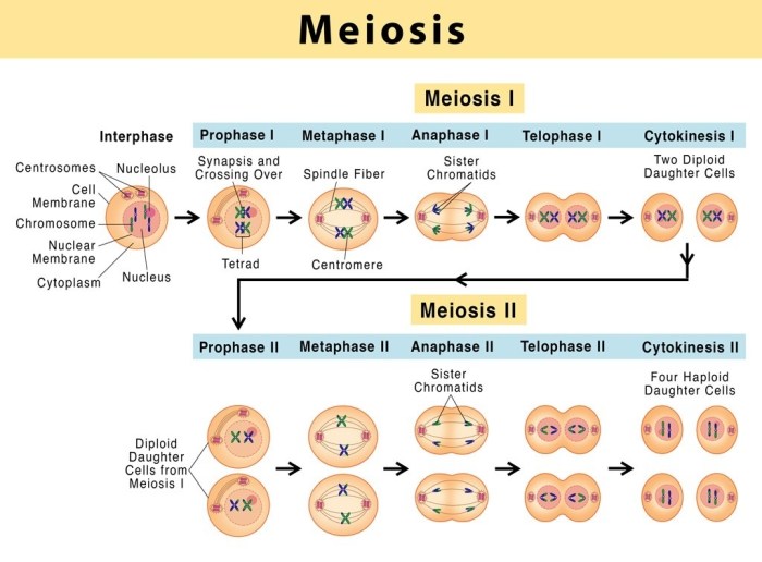 Dna content through mitosis and meiosis activity