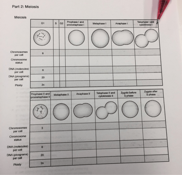 Dna content through mitosis and meiosis activity