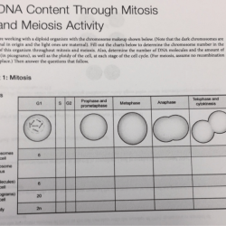 Meiosis correct mitosis interphase mcat diploid chromosome haploid ii cycle replication answer chromatids chromatid genes