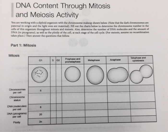 Meiosis correct mitosis interphase mcat diploid chromosome haploid ii cycle replication answer chromatids chromatid genes