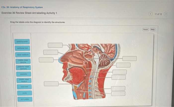 Neuron anatomy and physiology review sheet 13