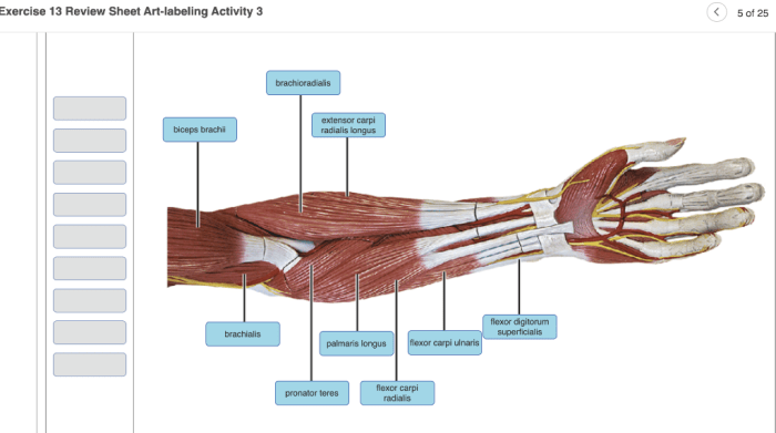 Neuron anatomy and physiology review sheet 13