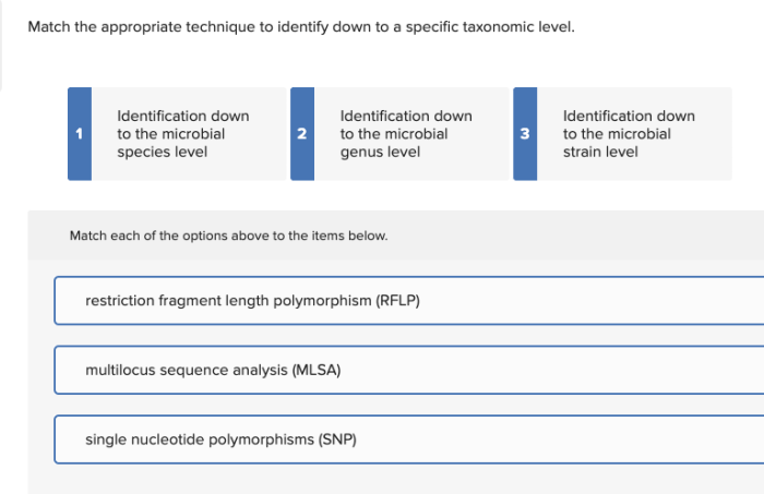 Match each statement with the microbial identification technique it describes.